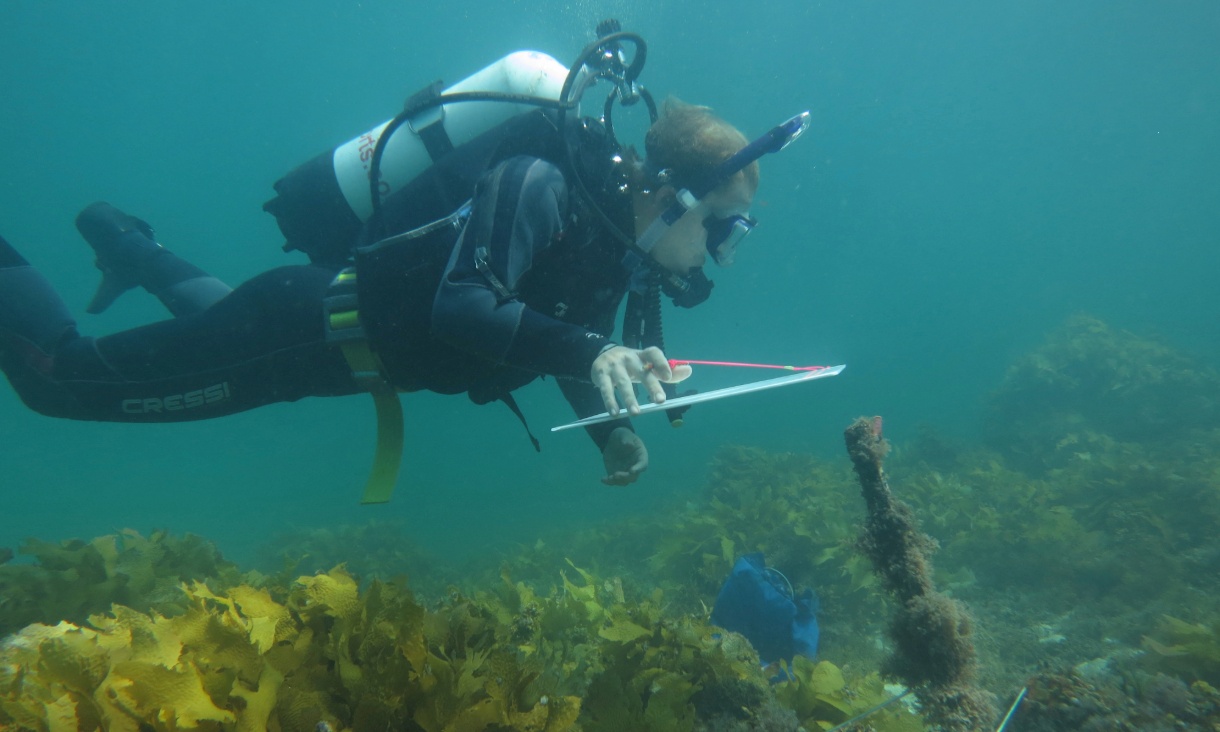 news-uchins-diving-1220x732px.jpg